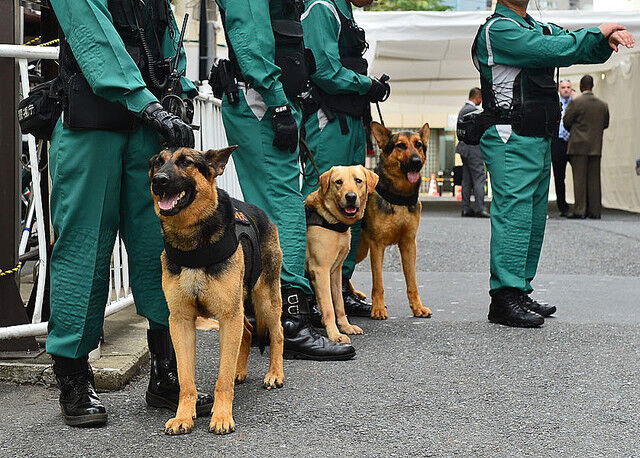 逃走警察犬確保と 多頭飼いが崩壊するリスクとは ボルゾイ暮らしトコトコ新聞21 逃走警察犬確保と 多頭飼いが崩壊するリスクとは ボルゾイ暮らしトコトコ新聞21