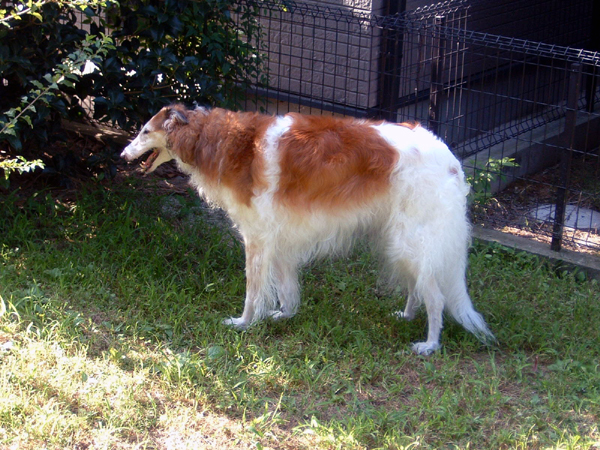 札幌でゴールデンの仔犬9頭の里親募集 緊急 ボルゾイ暮らしトコトコ新聞22