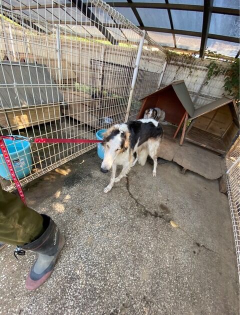 borzoi