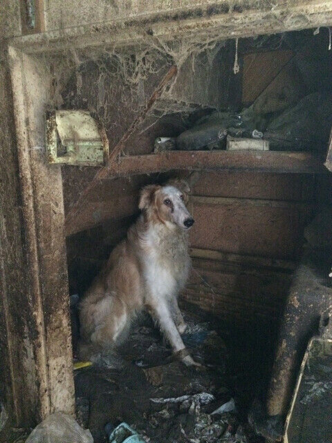 犬のレスキュー 愛護 ボルゾイ暮らしトコトコ新聞21 犬のレスキュー 愛護 ボルゾイ暮らしトコトコ新聞21