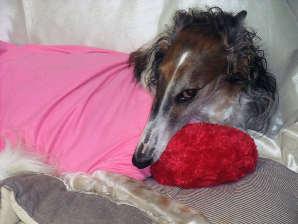 相模原市で（毒殺された？）猫5匹の死骸が見つかる。 : ボルゾイ暮らし 