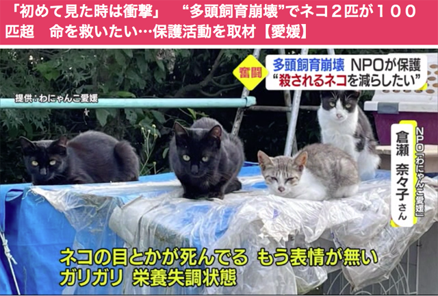 犬の転落事故多し 事前に防止策をしておきたい 階段 ボルゾイ暮らしトコトコ新聞22
