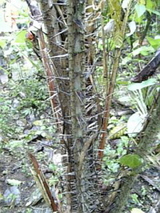 スネークスキンフルーツの木