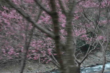 Apr10,2012 嵐山トロッコ