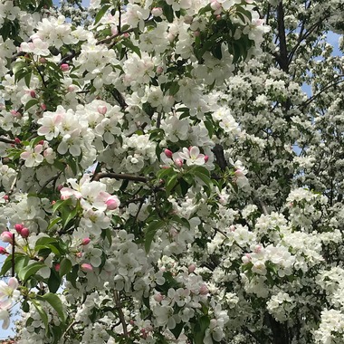 May 25, 2019