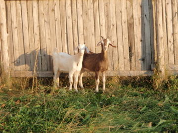 �䥮������