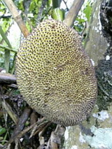 ジャックフルーツ