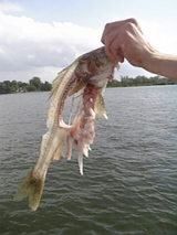 骨だけになっちゃいましたぁ〜