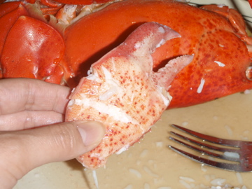 でっかい爪ゲット!