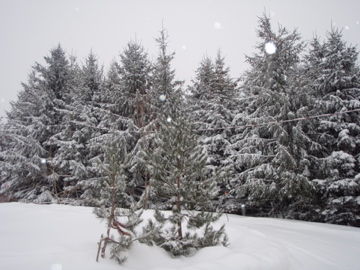 雪と木々