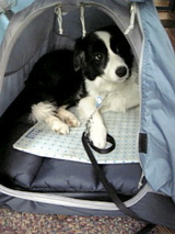 Godailleのワン子