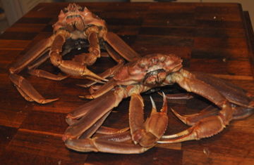 ¥«¥Ë¤Î¿¯Î¬