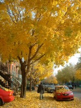 ���⿧�Υ��ȥꥪ����