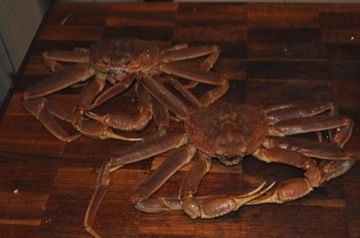 ¥¹¥Ñ¥¤¥À¡¼¥¯¥é¥Ö