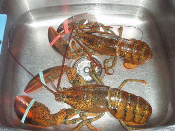 今晩の獲物ロブスターちゃん達
