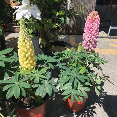 May 12, 2019