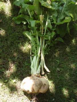 ¥«¥Ö¤âÂçÎÌ