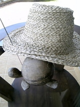 シドゥマンのホテルで亀と休憩