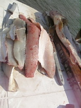 うちらのお腹に入りまぁ〜す