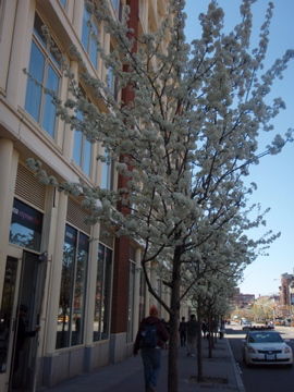 NY¤ÎÇò¤¤²Ö¤ÎÍü¤ÎÌÚ