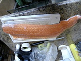 今日のサーモンでっかいよ!