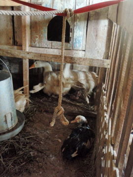 �����祦�ȳ�����ã