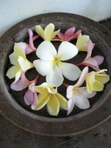 バリの花プルメリア(フランジパニ)