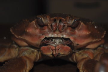 ¥«¥Ë¤Î¥É¥¢¥Ã¥×