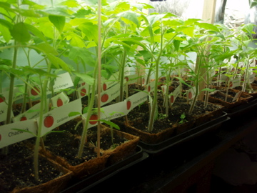 スクスク育ってます