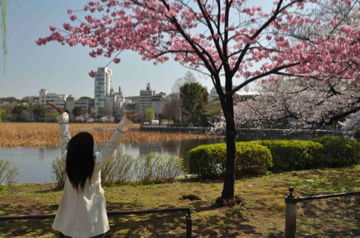 桜咲く、上野公園