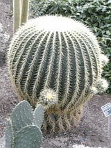 botanical gardenのサボテン