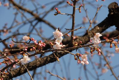 sakura3