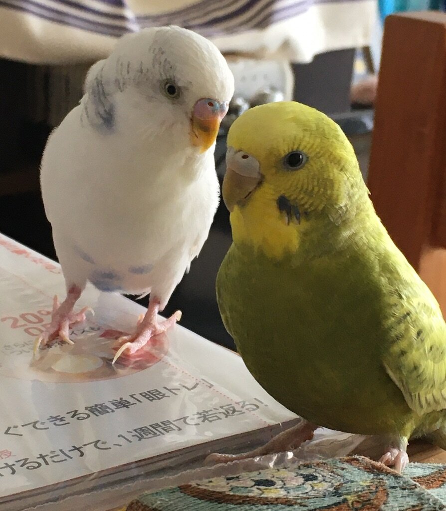 大人気な表情 きゅるきゅるインコの日記