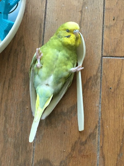 スプーンと寝るインコ きゅるきゅるインコの日記 スプーンと寝るインコ きゅるきゅるインコの日記