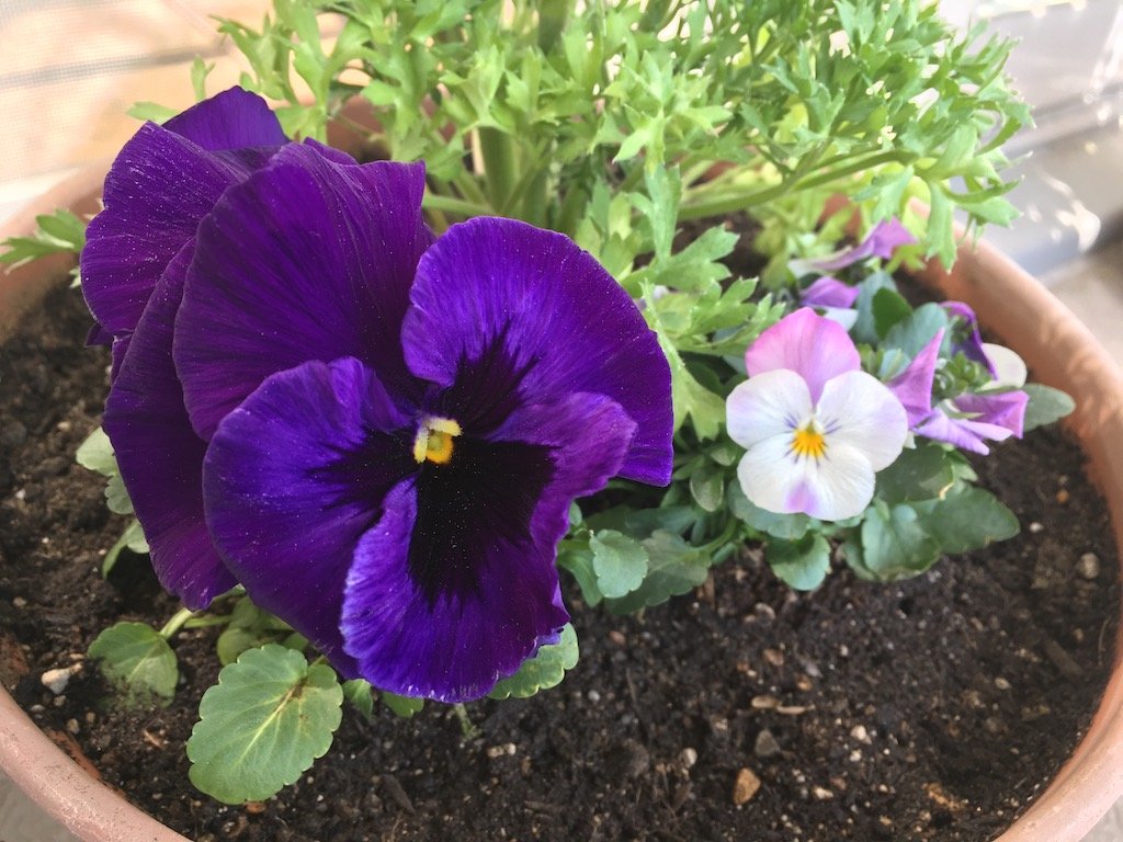 寄せ植え ラナンキュラスとパンジーとビオラ きゅるきゅるインコの日記