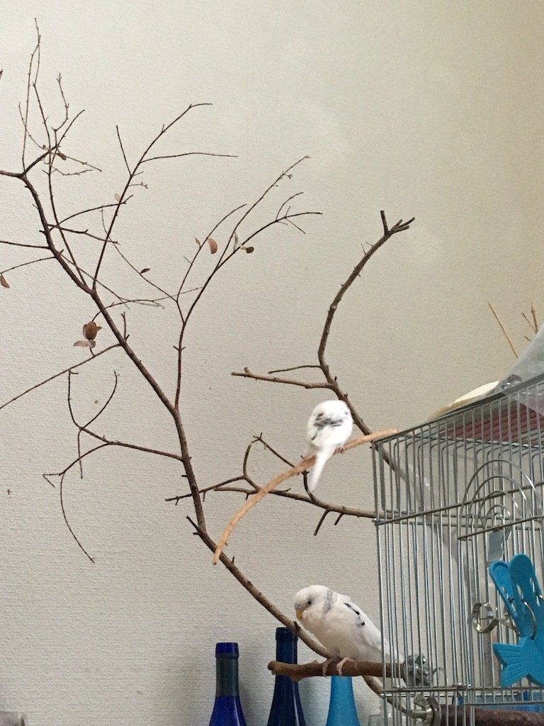 ユーカリの止まり木 きゅるきゅるインコの日記 ユーカリの止まり木 きゅるきゅるインコの日記