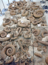 1東京ミネラルショー2014