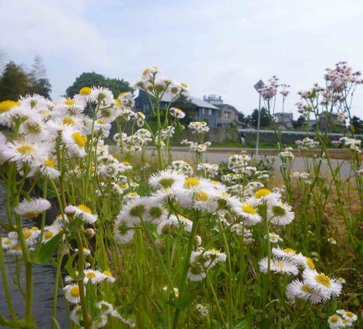 ハルジオン 団塊kei こころ模様