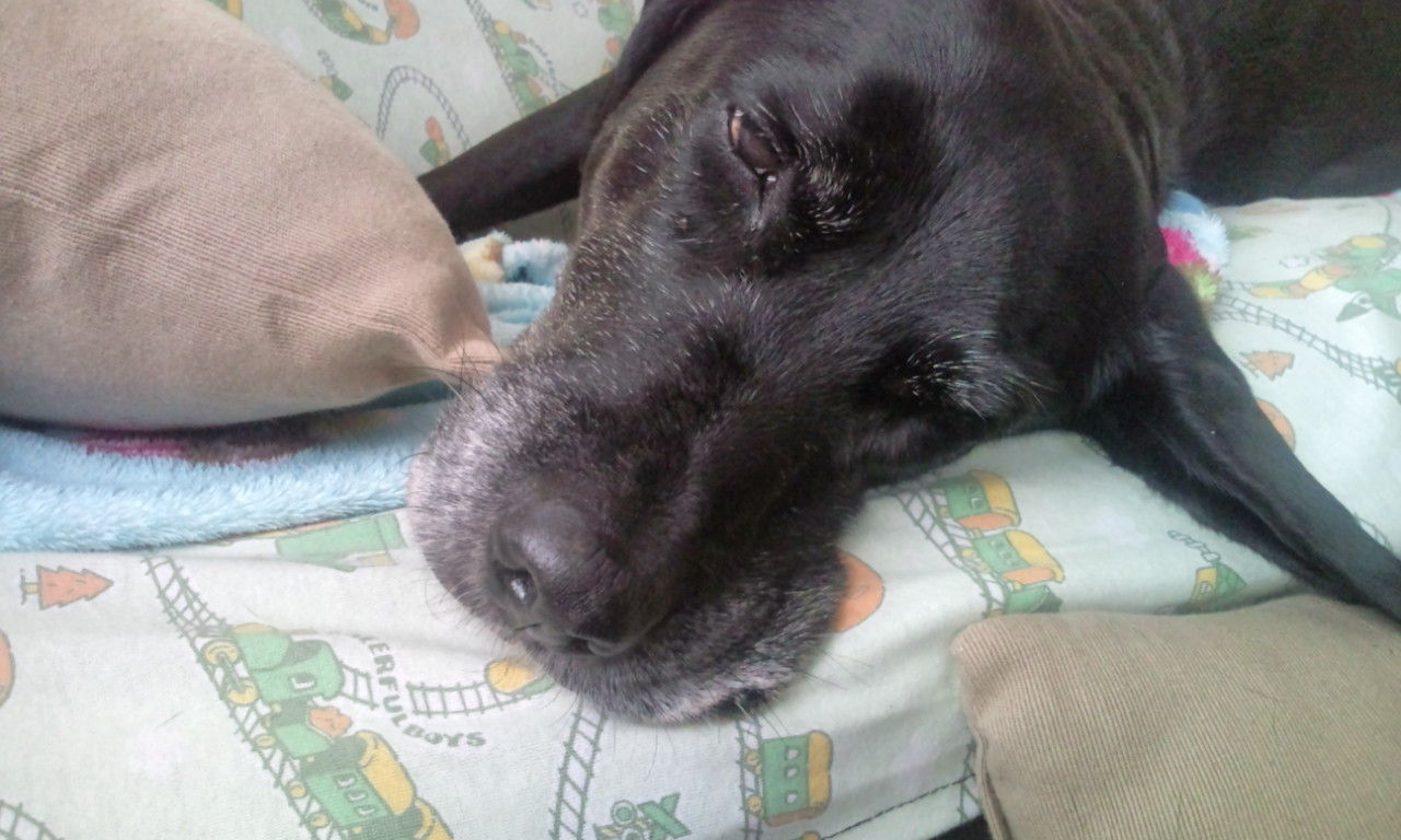 目を開けて寝る犬 居候わんこ Don T Worry Be Happy 目を開けて寝る犬 居候わんこ Don T Worry Be Happy