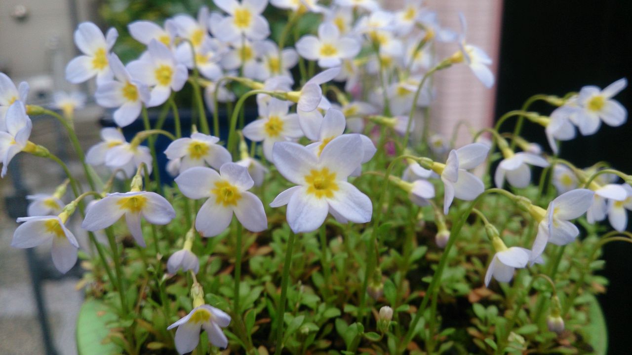 ヒナソウ むらモンの盆栽blog