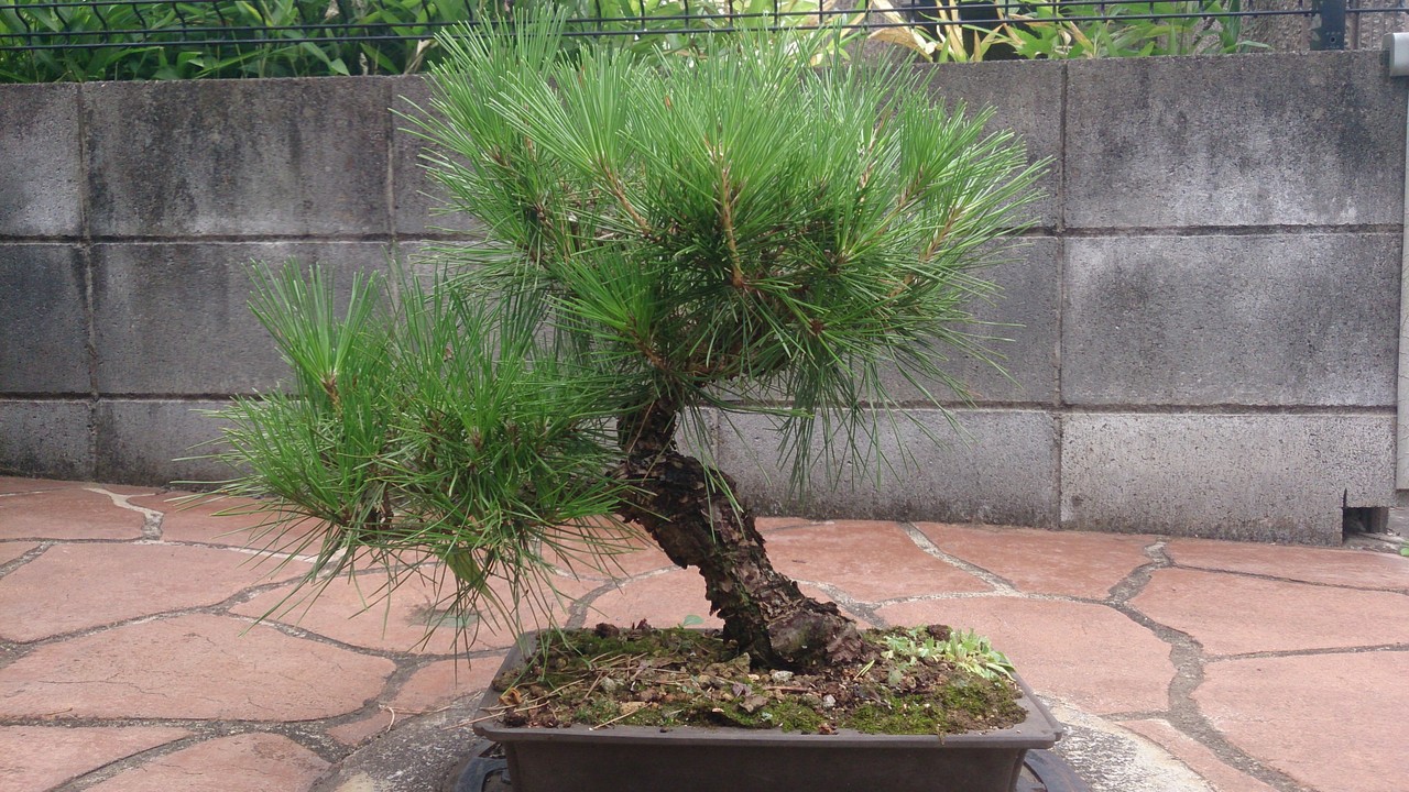 黒松の芽切り むらモンの盆栽blog