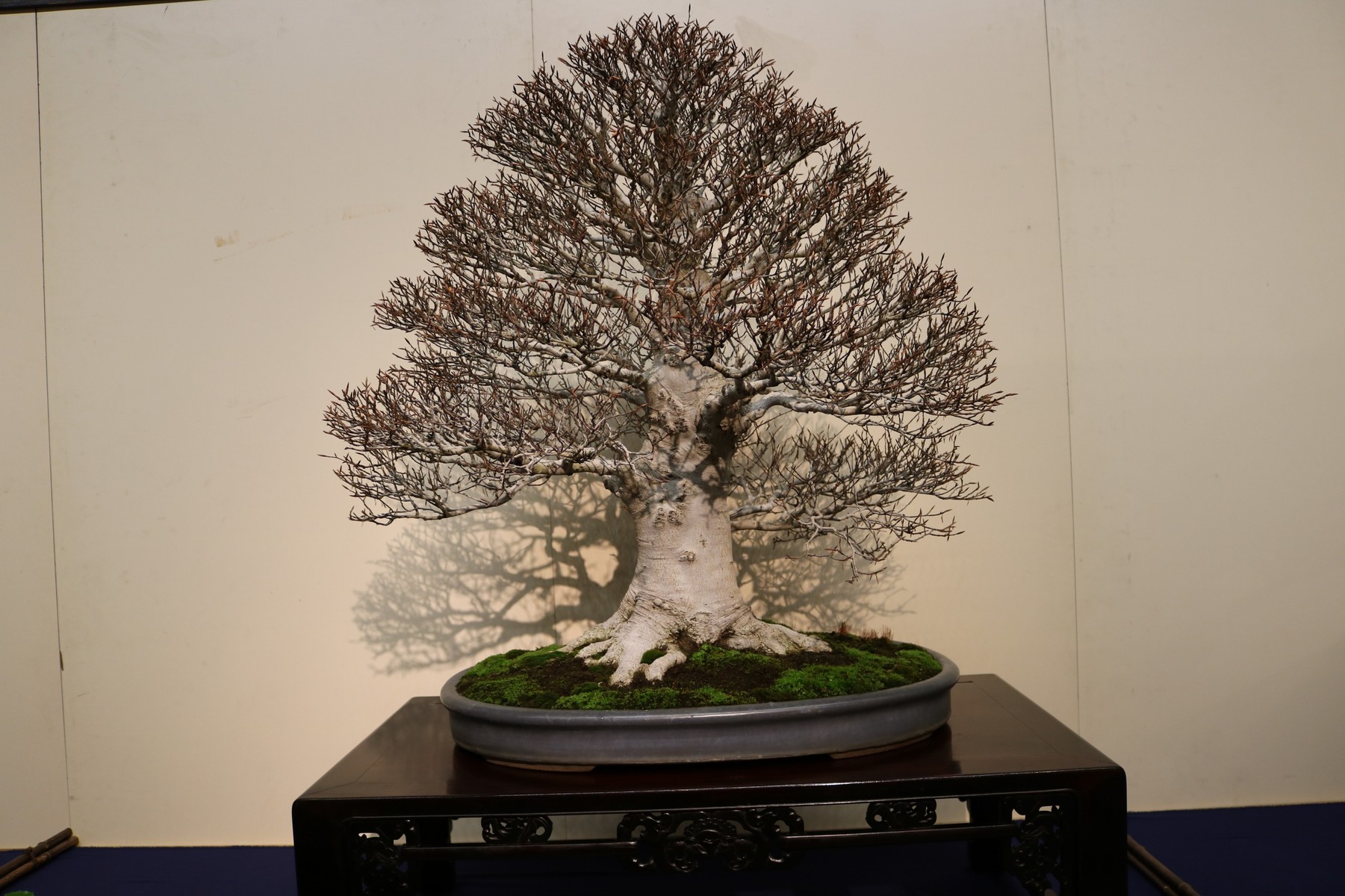 私的国風盆栽展17 雑木編 むらモンの盆栽blog