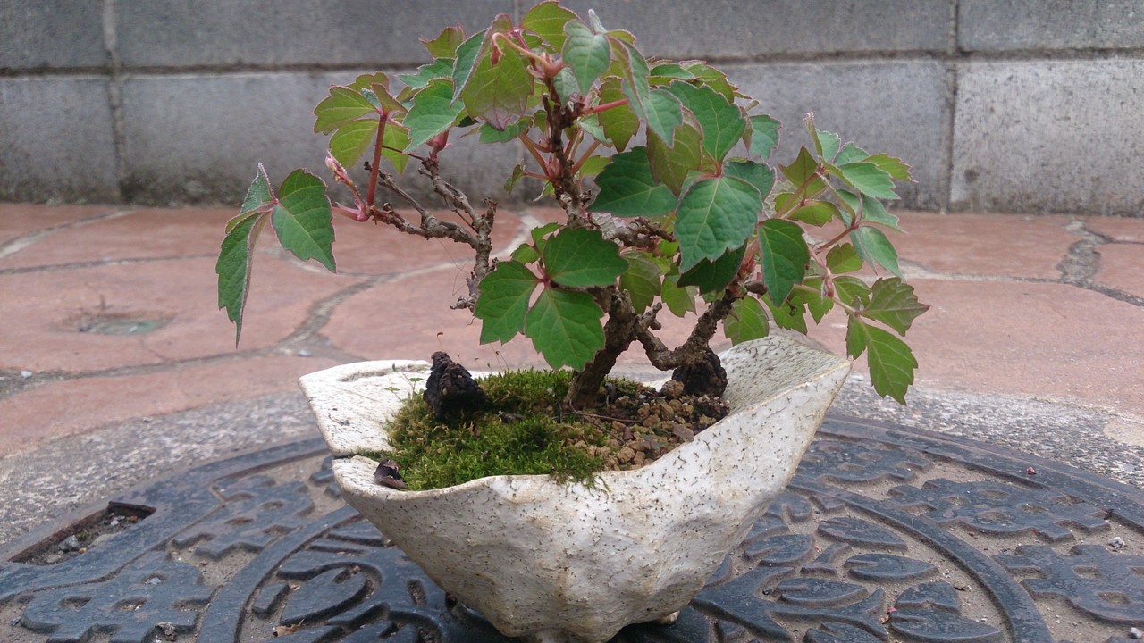 ナツヅタ むらモンの盆栽blog