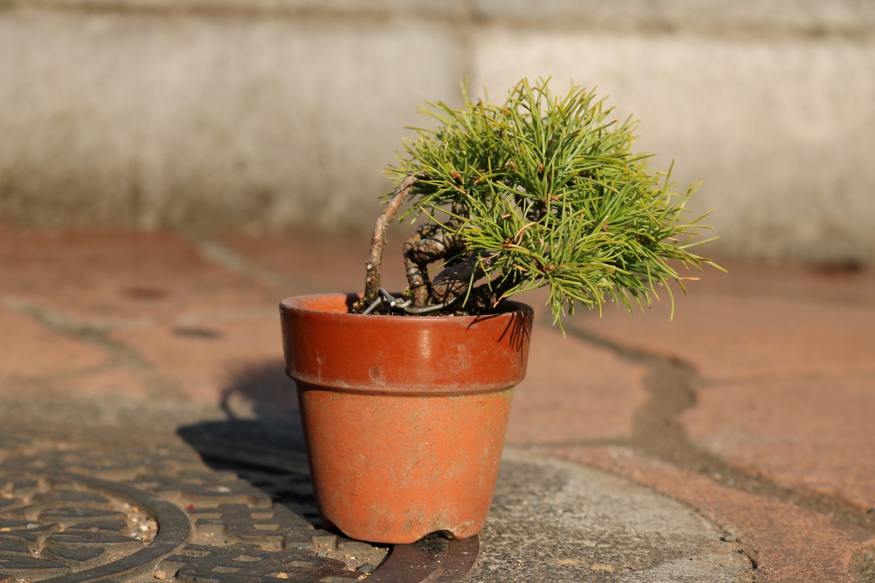 らしくなった懸崖の五葉松 むらモンの盆栽blog