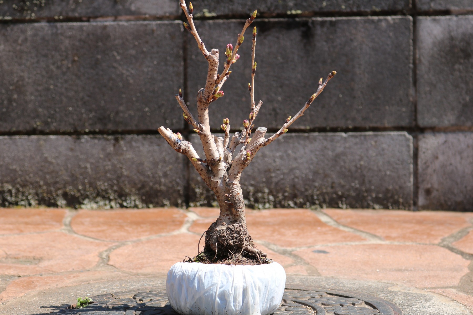 桜の植え替え むらモンの盆栽blog