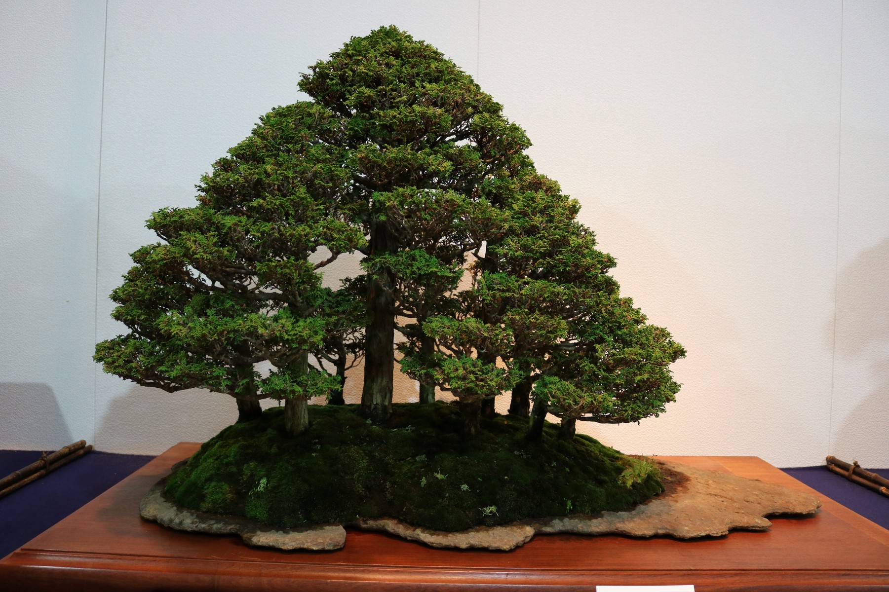 石化ヒノキ　寄せ植え 石化ヒノキ 寄せ植え 【公式通販】