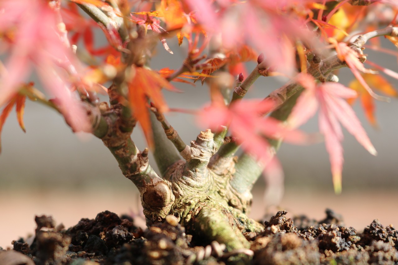 紅葉の大本命 遂に登場 むらモンの盆栽blog