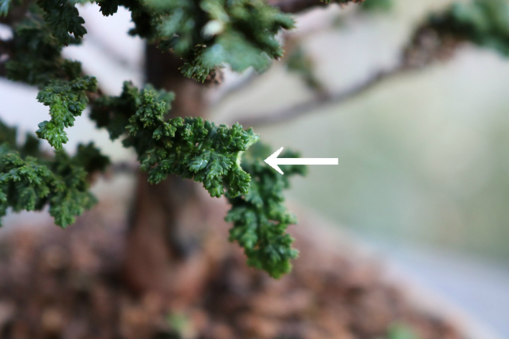 石化ヒノキの若返り むらモンの盆栽blog