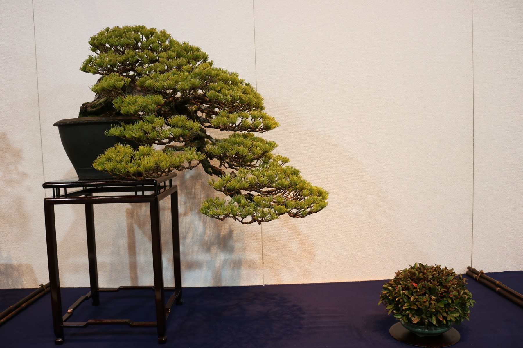 私的国風盆栽展17 松柏編 むらモンの盆栽blog