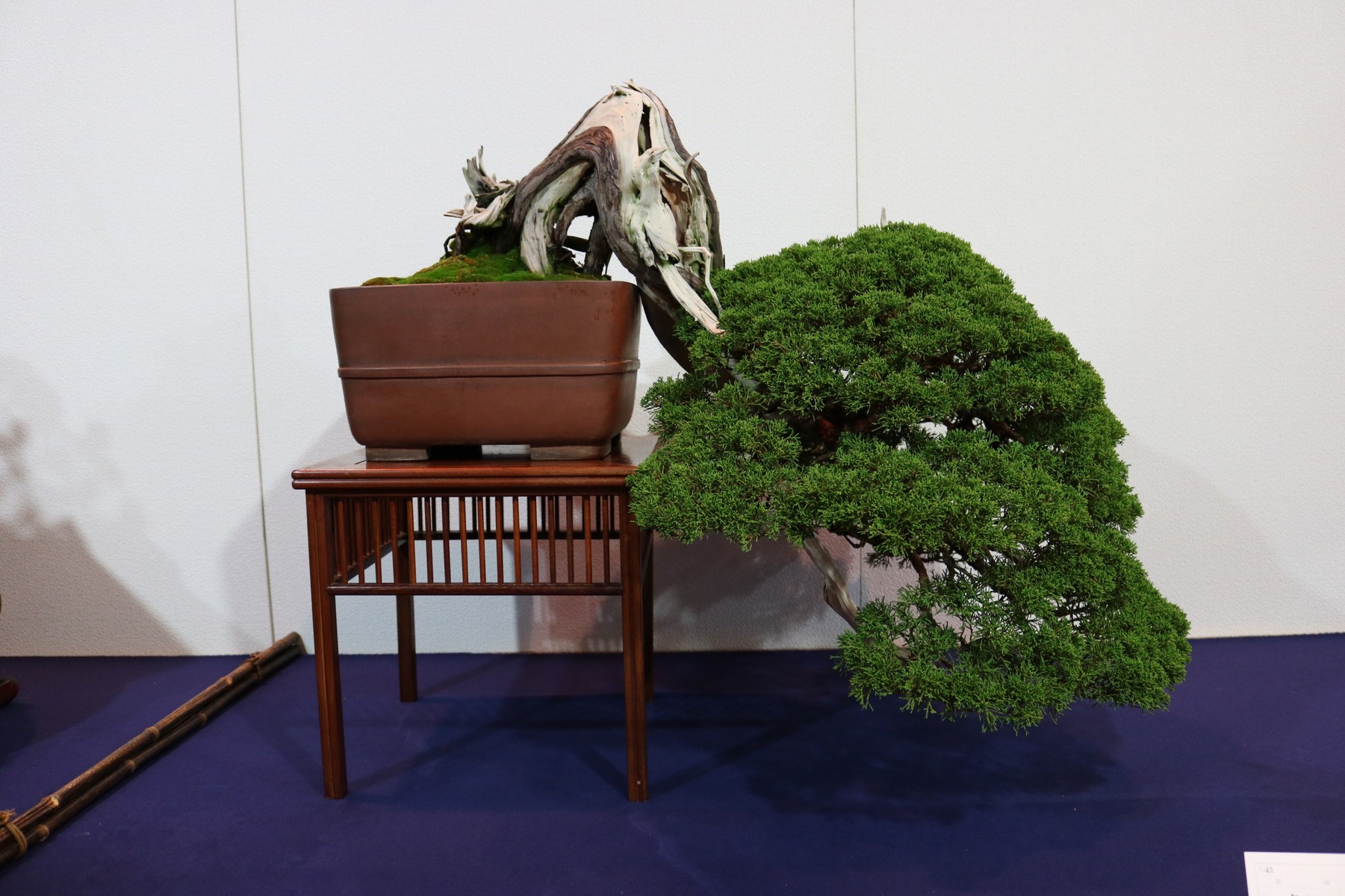 私的国風盆栽展17 松柏編 むらモンの盆栽blog